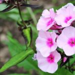 Tomar melisa te ayuda a dormir mejor: valeriana tiene efectos induccion sueno heelespana 150x150 - HeelEspa&ntilde;a