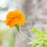 Repelente de mosquitos y cremas para picaduras para disfrutar del verano: calendula propiedades heelespana 150x150 - HeelEspa&ntilde;a