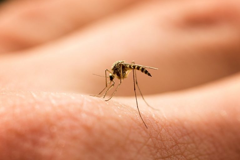 Consejos para evitar las picaduras de mosquitos - HeelEspaña