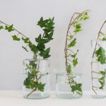 C&oacute;mo calmar la tos: hiedra tos propiedades heelespana 150x150 - HeelEspa&ntilde;a