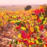 Trabajar de pie: Consejos para descansar las piernas: vid roja circulacion 1 150x150 - HeelEspa&ntilde;a