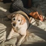 Probi&oacute;ticos para perros: beneficios para su sistema digestivo: dormir con perro 150x150 - HeelEspa&ntilde;a