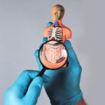 &iquest;Qu&eacute; comen los microorganismos que habitan en nuestro intestino?: eje intestino cerebro  150x150 - HeelEspa&ntilde;a