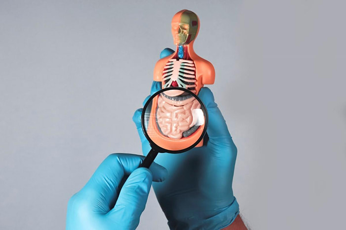 Eje intestino cerebro