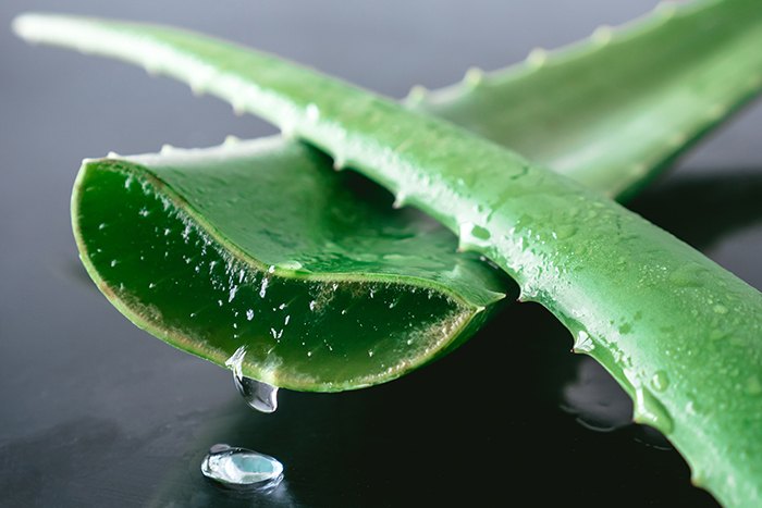 El aloe vera para calmar las hemorroides