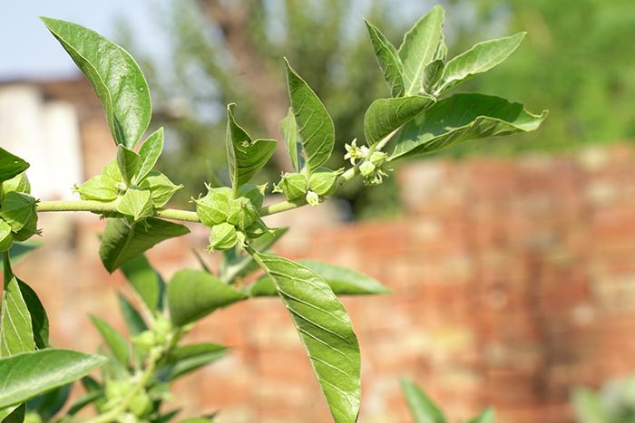 Ashwagandha adaptogeno para el estrés