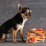Salud articular en perros mayores: consejos pr&aacute;cticos: microbiota perro 150x150 - HeelEspa&ntilde;a