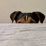 Salud articular en perros mayores: consejos pr&aacute;cticos: mascota petardos 150x150 - HeelEspa&ntilde;a