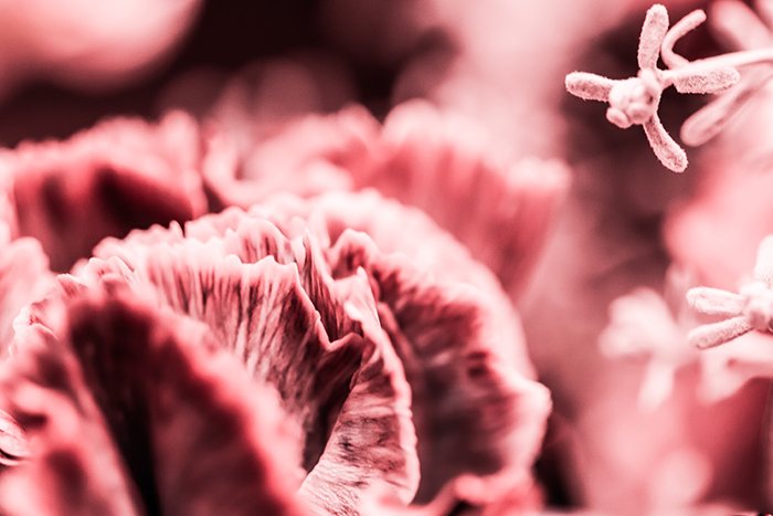 Microbiota vaginal sana