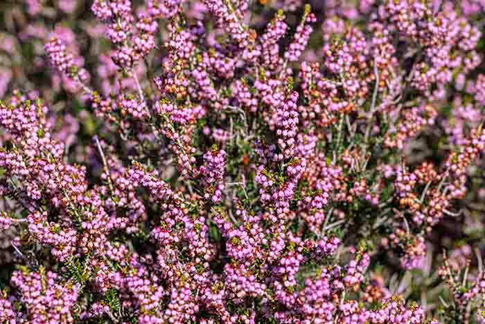 Cómo prevenir las cistitis recurrentes con soluciones naturales - HeelEspaña Cómo prevenir las cistitis recurrentes con soluciones naturales: brezo - HeelEspaña
